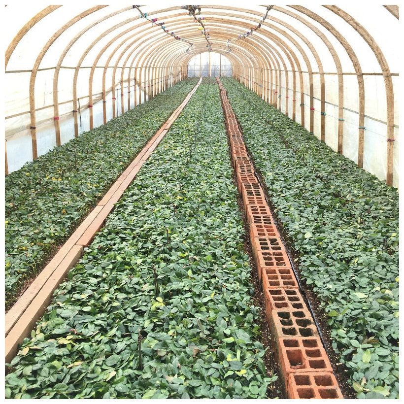 四季玫瑰  云南昆明斗南各色系玫瑰花苗 裸根扦插小苗 月季花