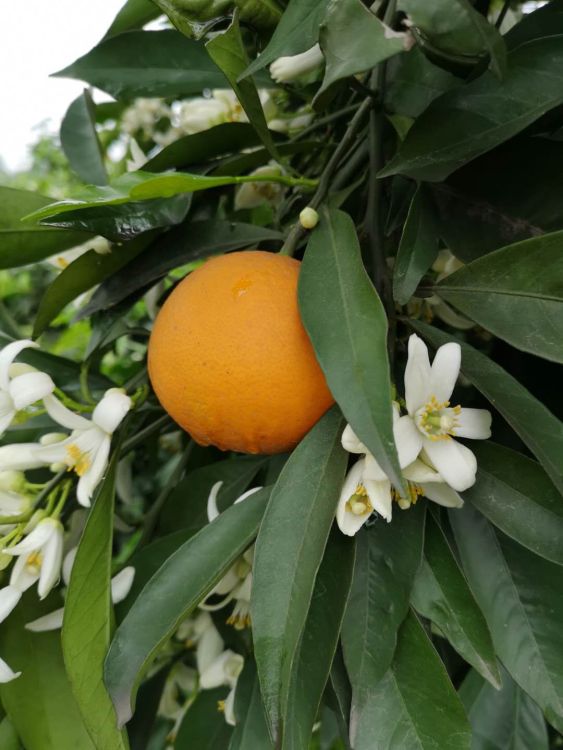 长叶香橙苗，普通长叶橙芽变。