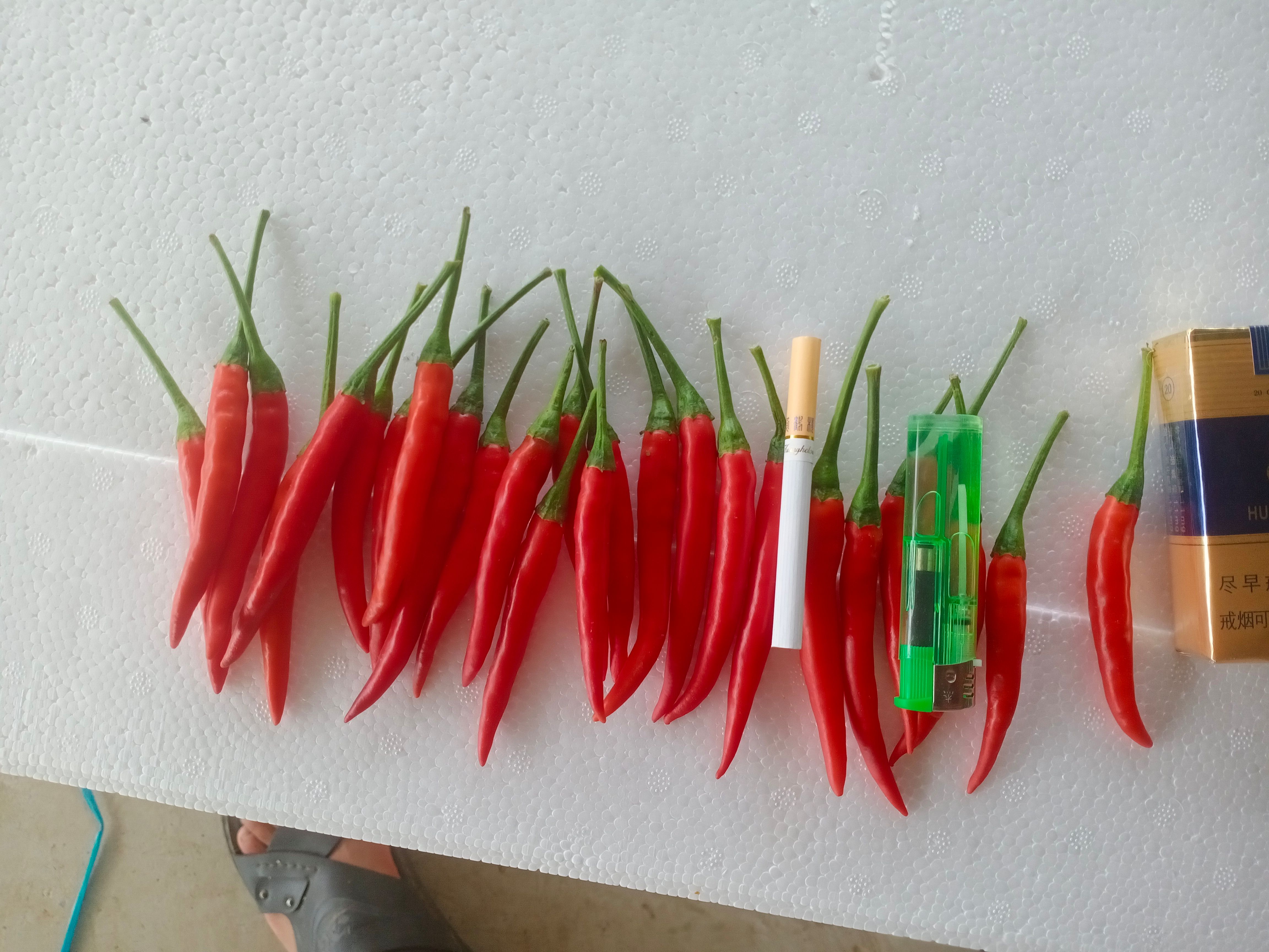 霞光果蔬 精品米椒 产地直供