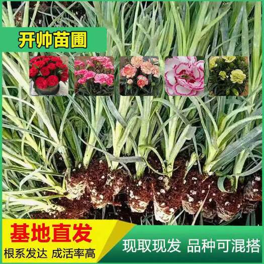 云南昆明斗南康乃馨花苗四季开花大花 盆栽地栽花卉母亲节礼物