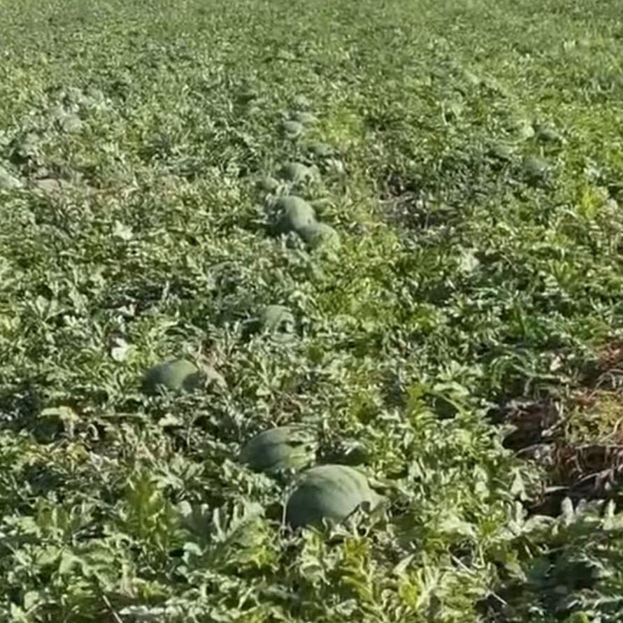 金花西瓜  花瓜