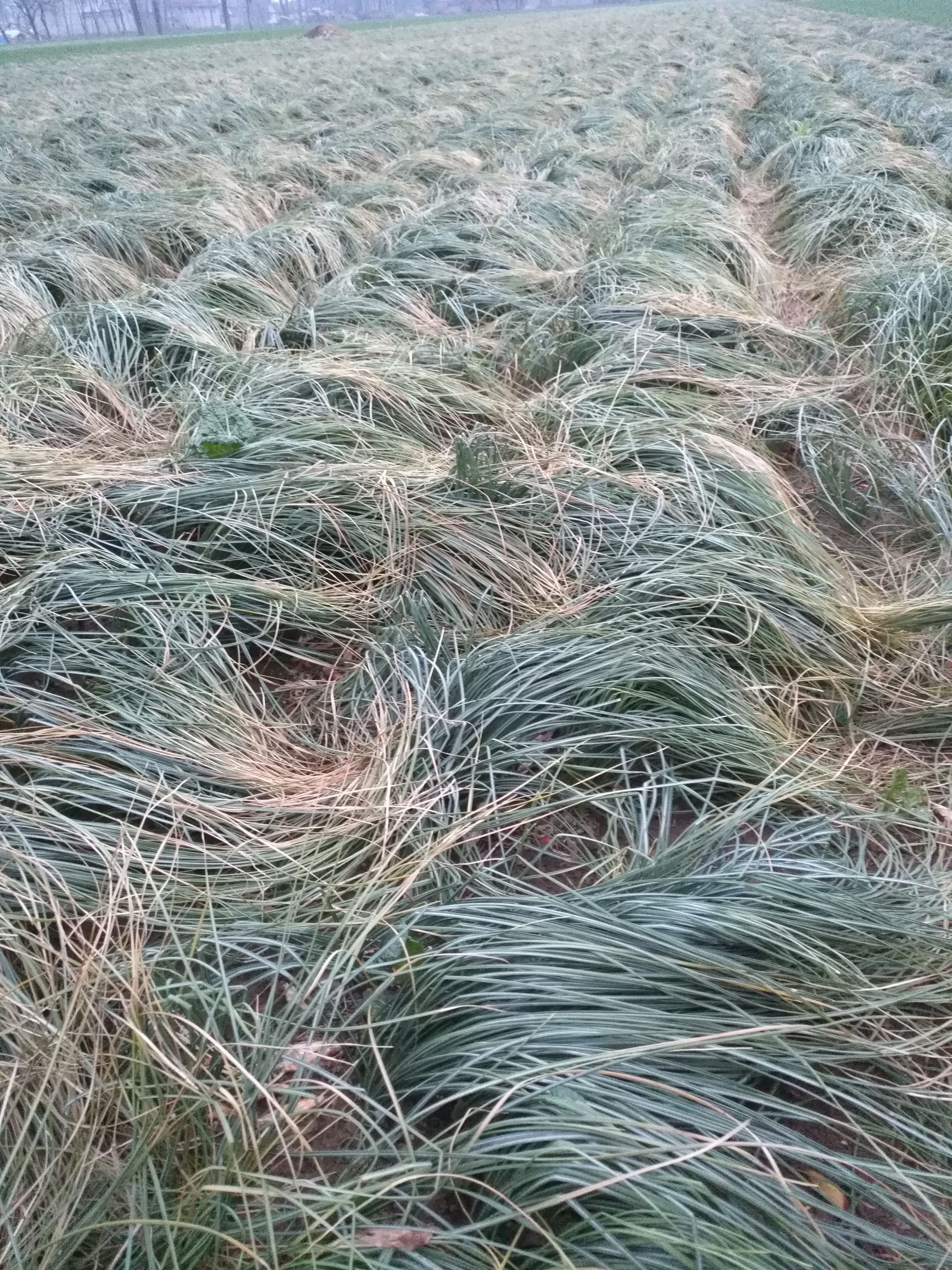 藏红花种球种子种苗批发