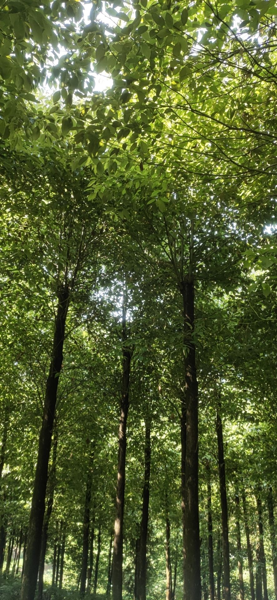 香樟 5米以上 14~16公分 14~16公分 2~3米 带土球发货