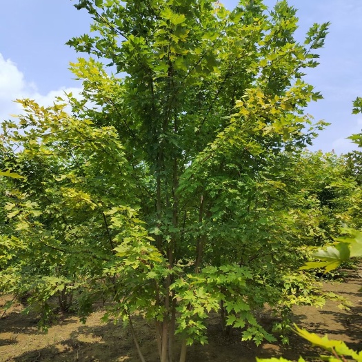 博野县3-8米丛生美国红枫 丛生红枫 独本苗