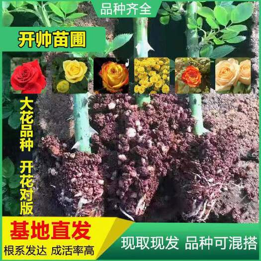 昆明四季玫瑰  云南昆明斗南各色系玫瑰花苗 裸根扦插小苗 月季花