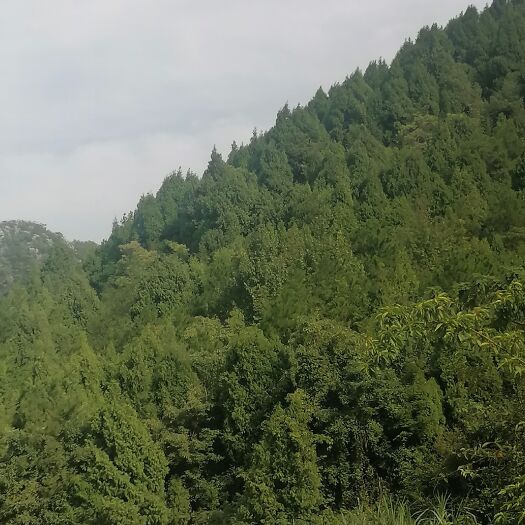 宁远县侧柏种子 柏籽