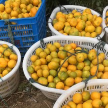 蜜桔  浙江台州三门大分特早熟蜜橘打蜡包装代收代发