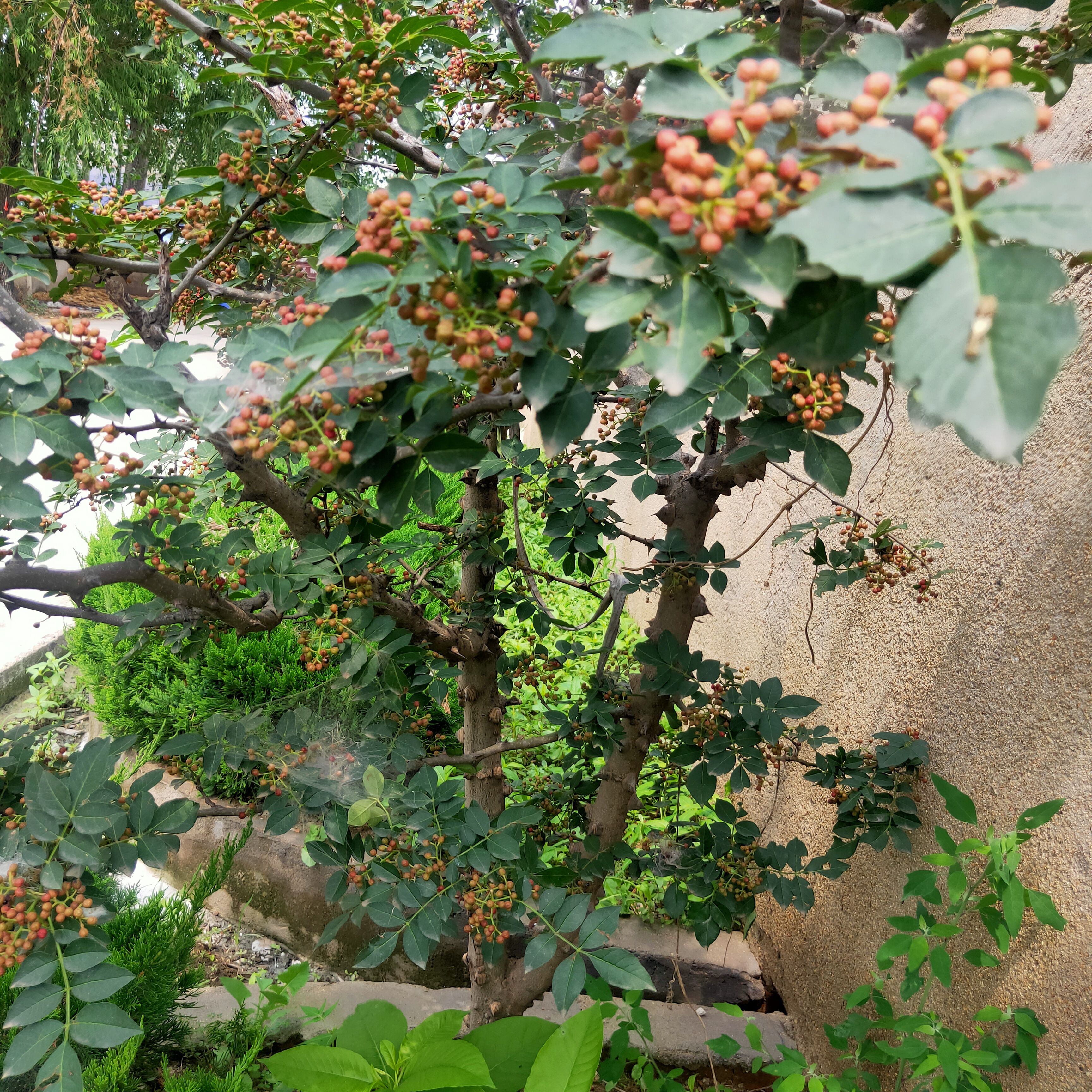 花椒苗  大红袍产量高花椒小苗 花椒芽苗