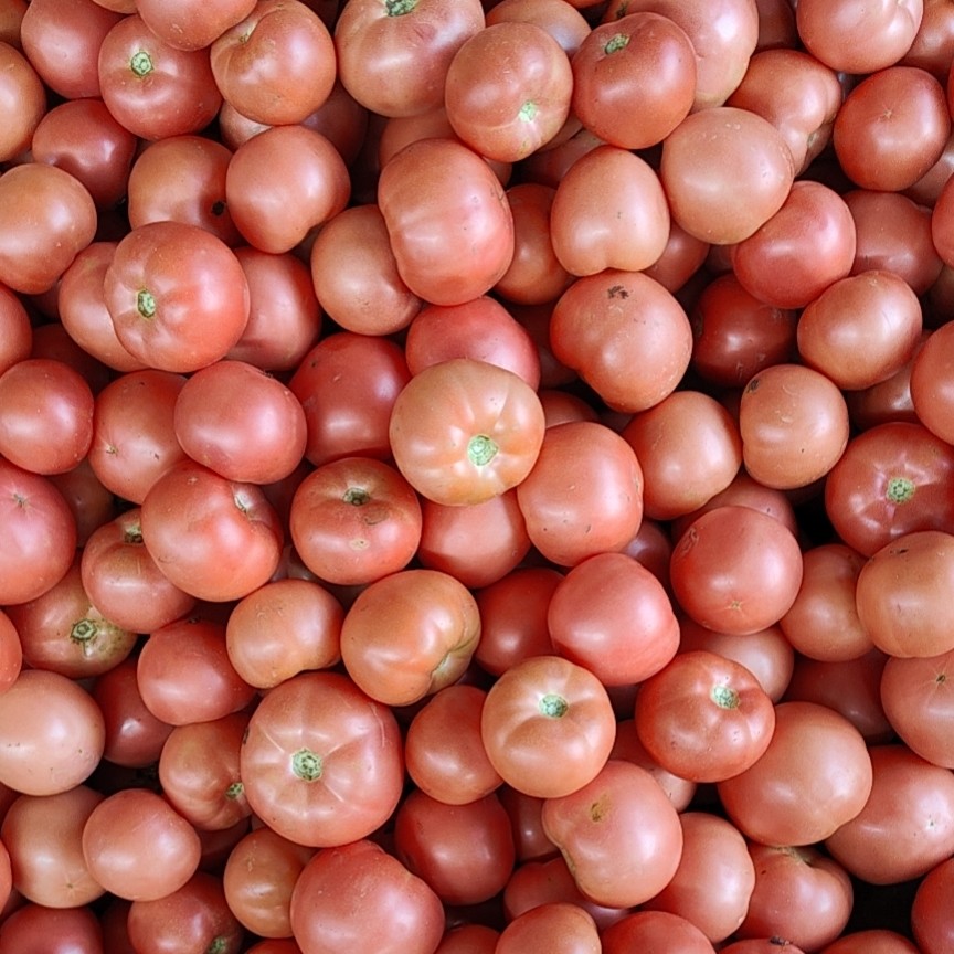 硬粉西红柿 产地大棚西红柿