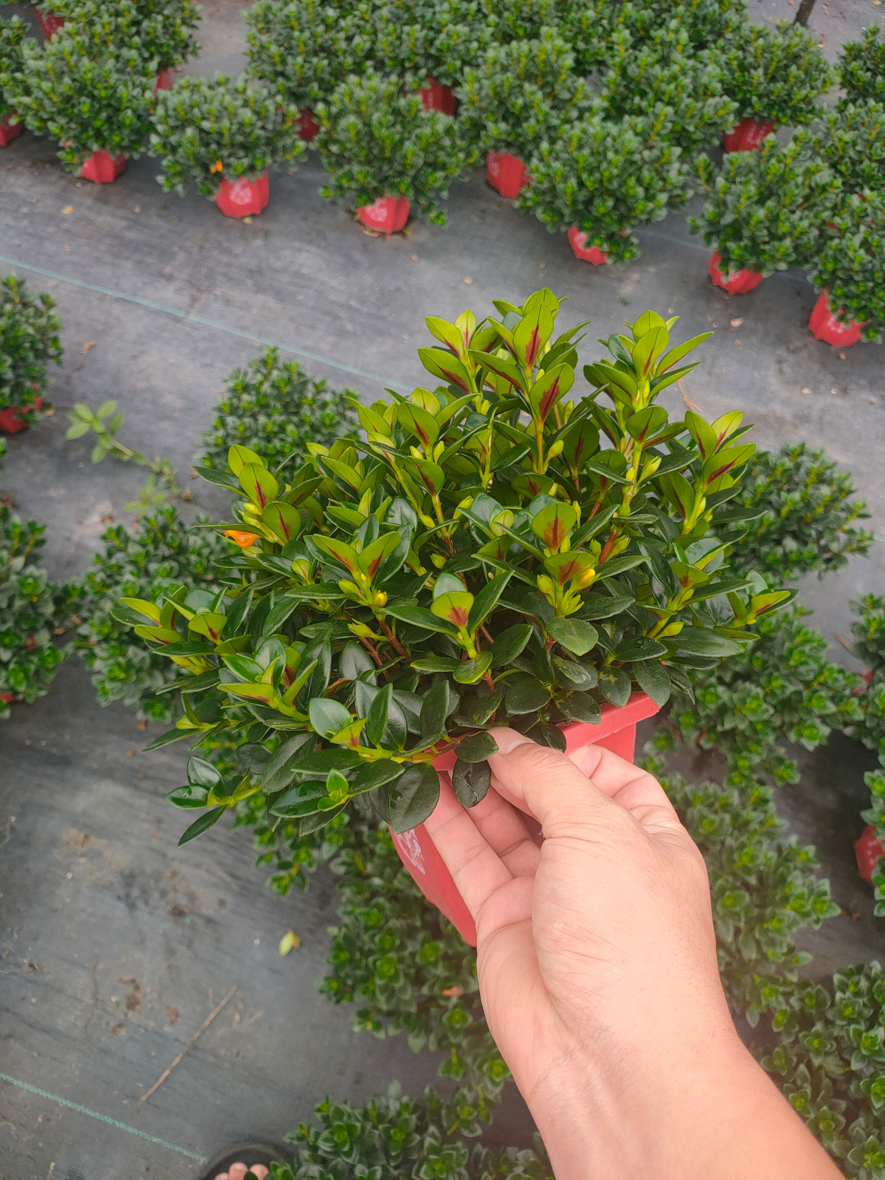 小宝宝金鱼草  金鱼花金鱼草金鱼吊兰