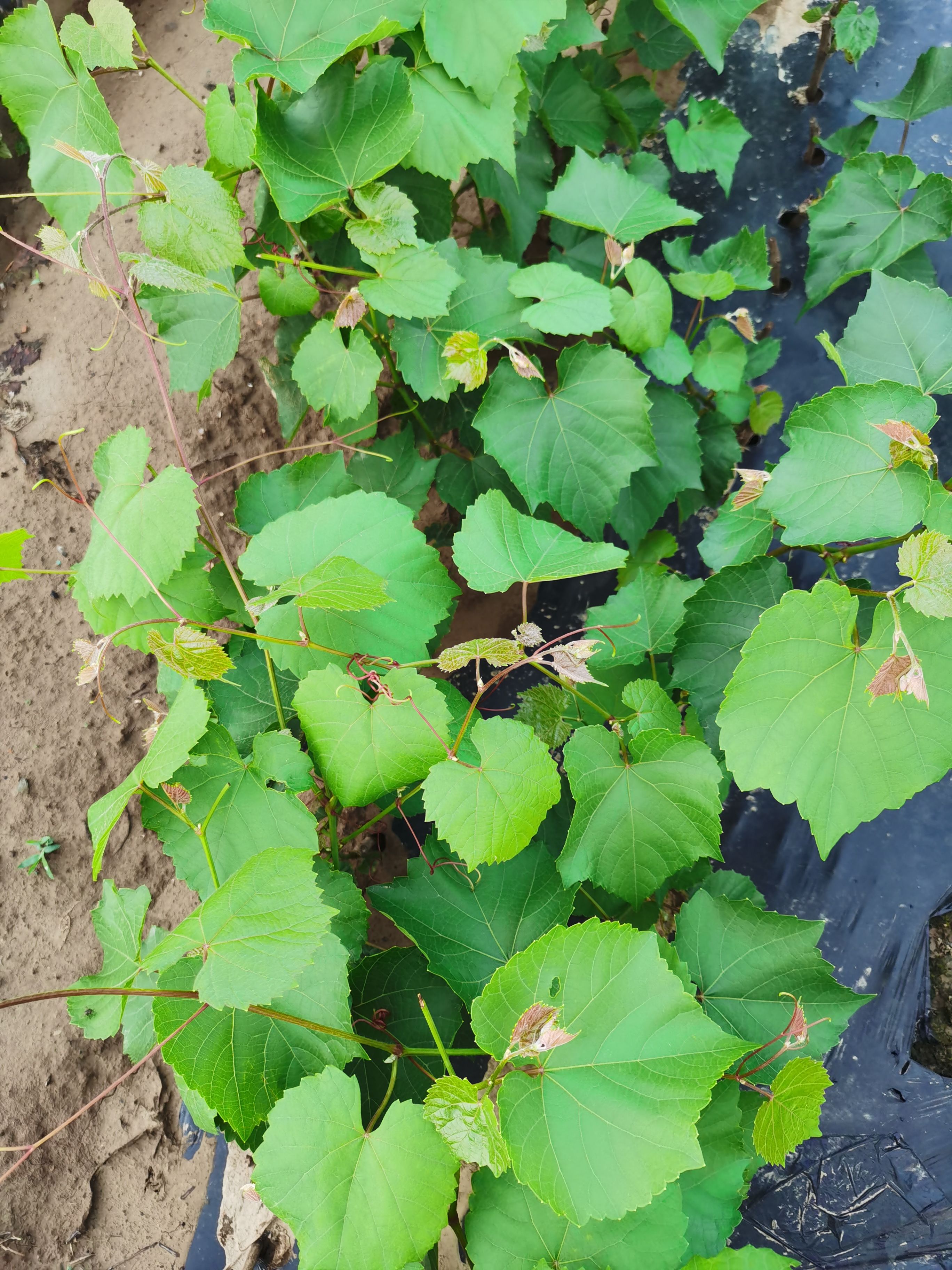 葡萄砧木 葡萄抗性砧木5BB-长势旺盛，对根结线虫和霜霉病免