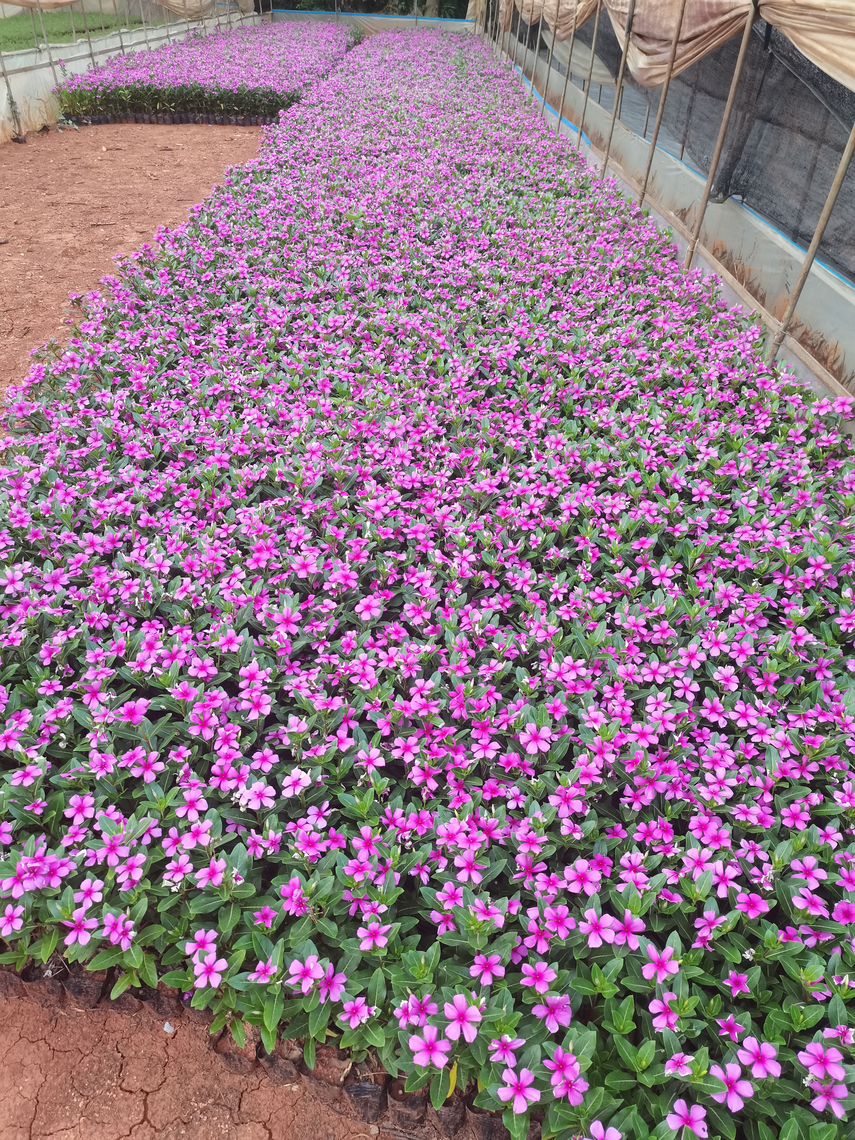 长春花，云南昆明长春花种植基地一手货源