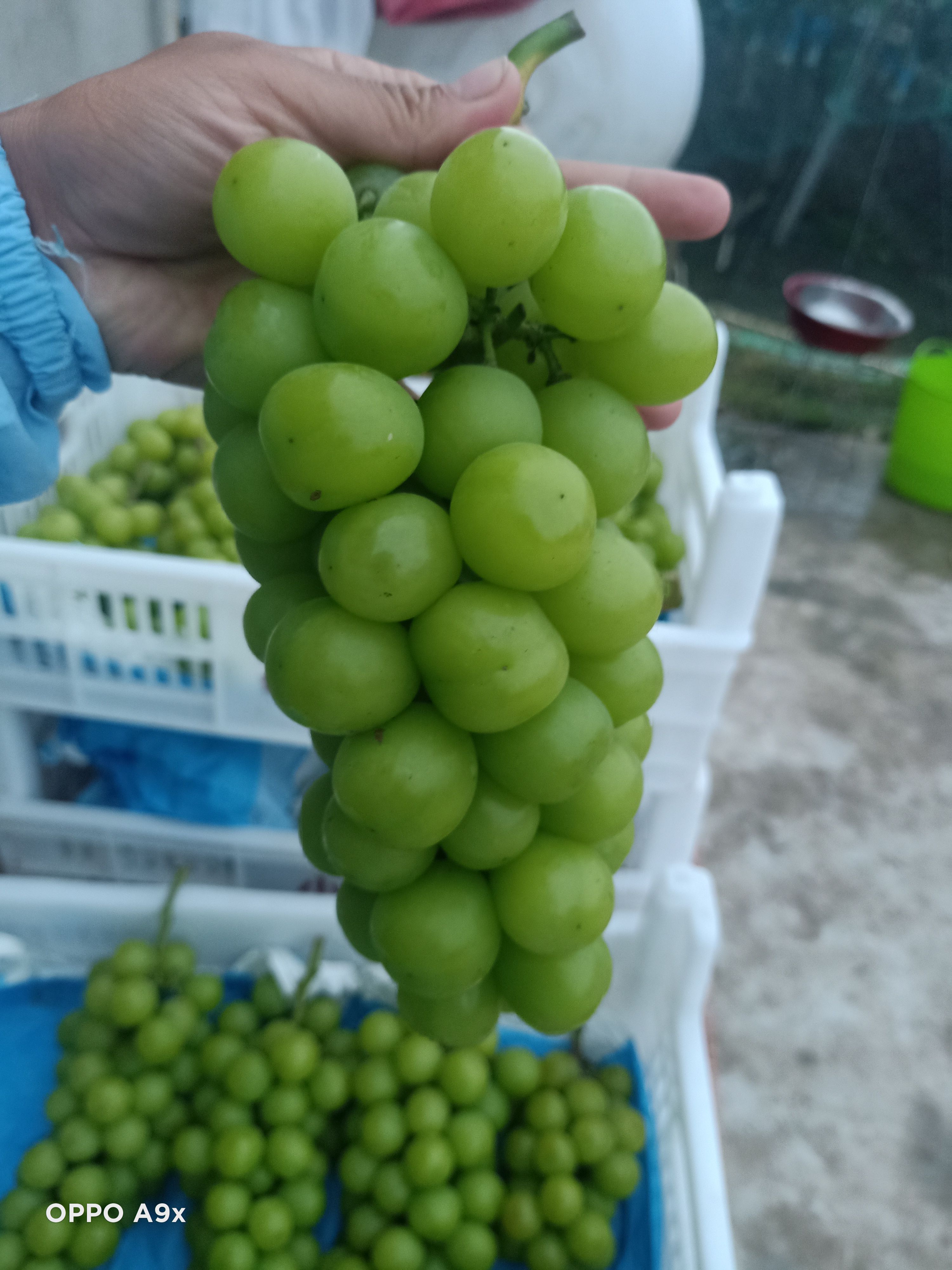  阳光玫瑰葡萄