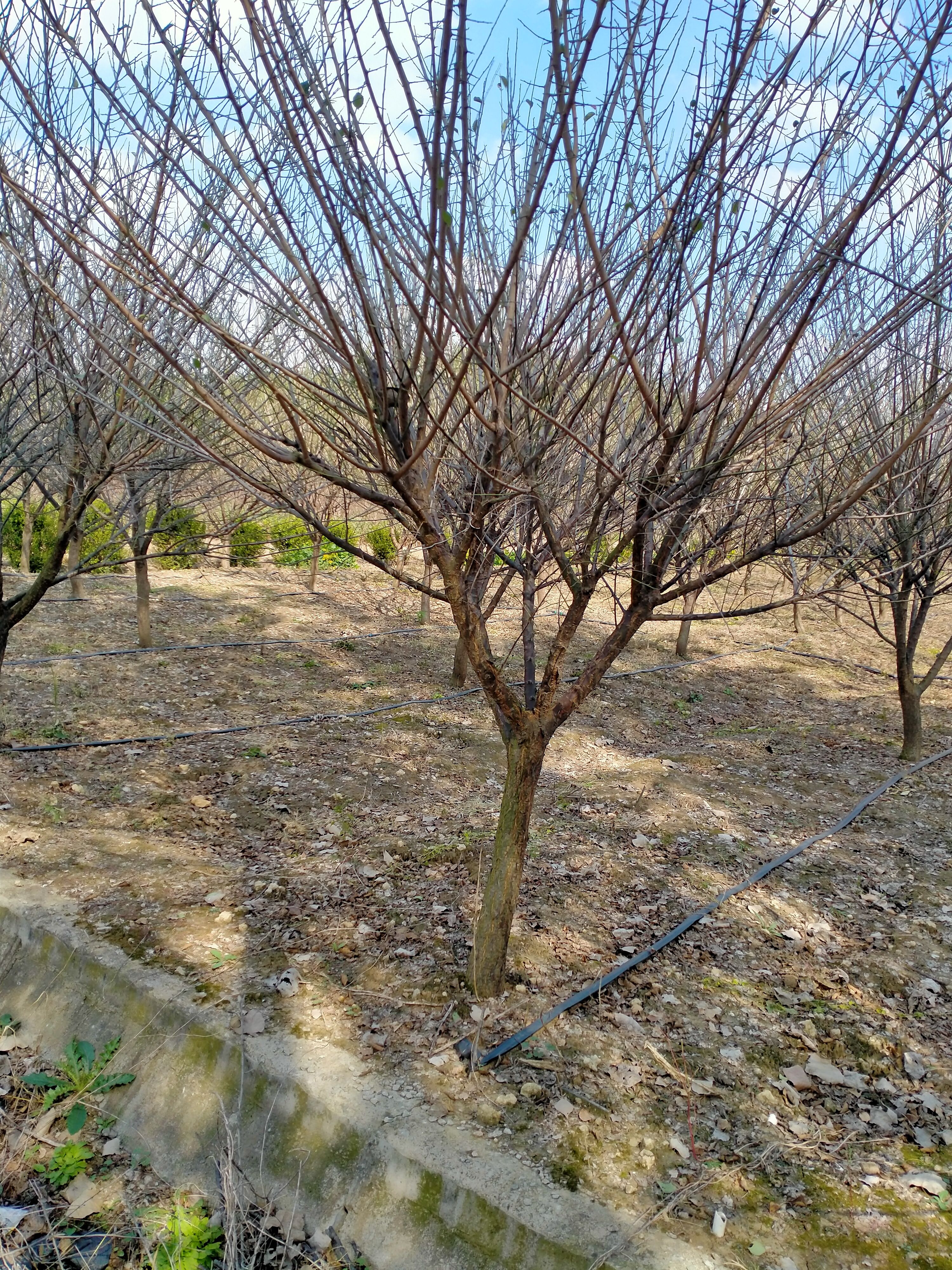 红梅  梅花批发，原生骨里1——15公分种植地。各种规格都有