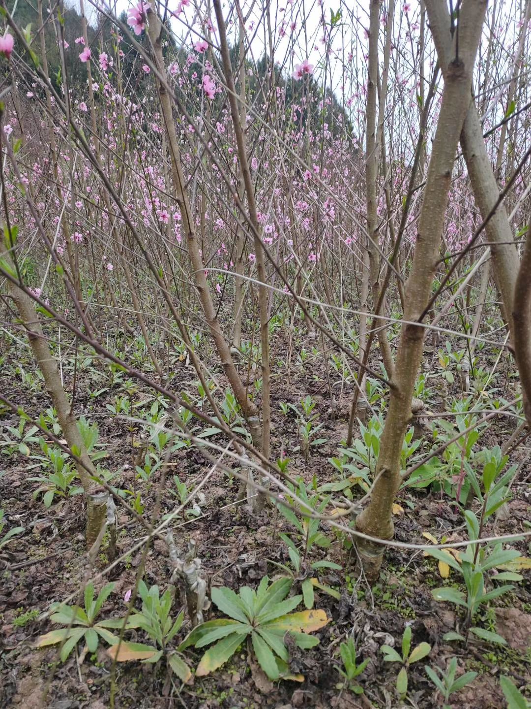 桃树苗早熟水蜜桃苗烟脂脆桃苗凤凰桃苗北京晚二四苗冬桃苗五月桃