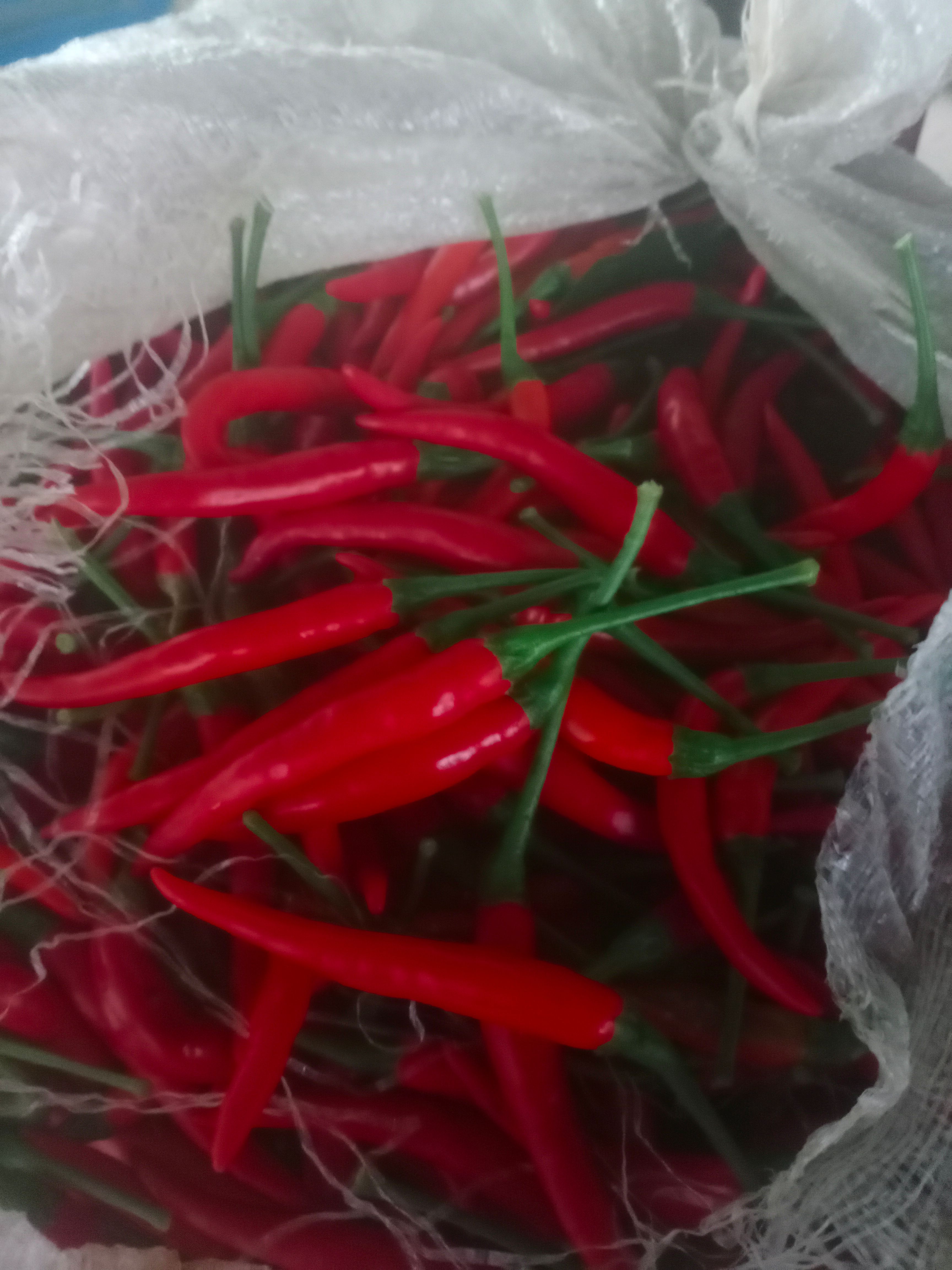 霞光果蔬 精品米椒 产地直供