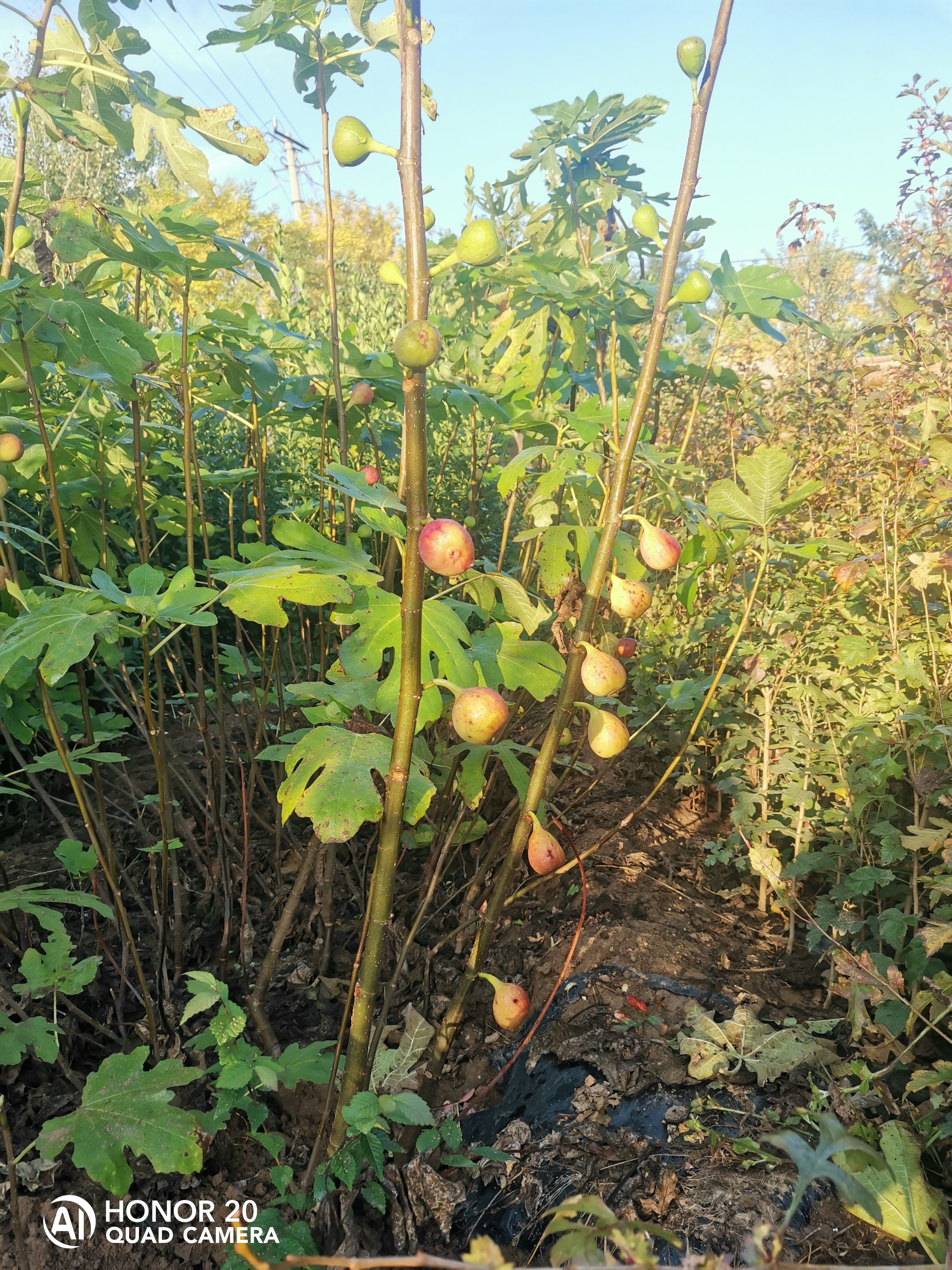 无花果苗，无花果树苗波姬红无花果苗  波姬红，布莱瑞克