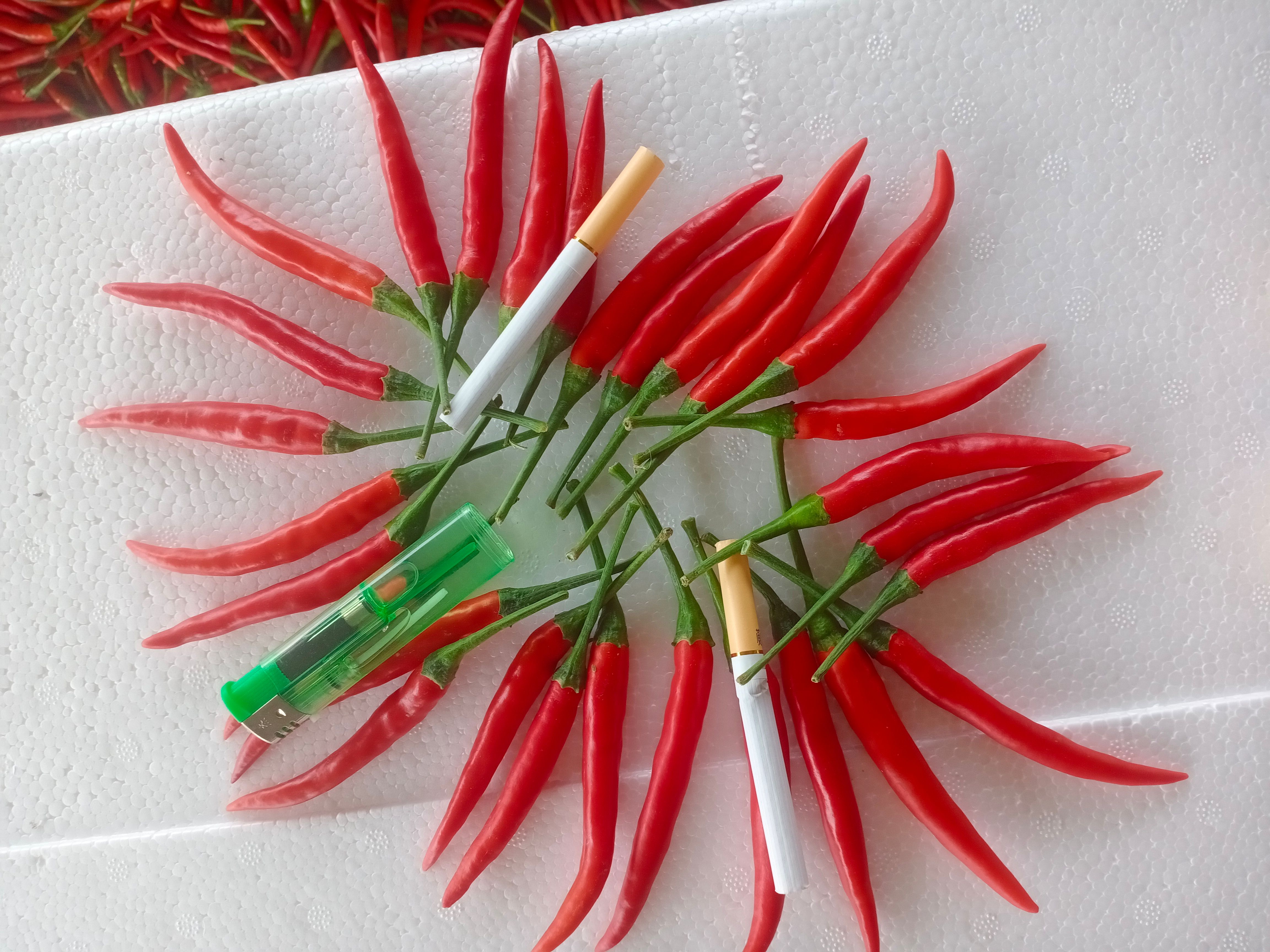 霞光果蔬 精品米椒 产地直供