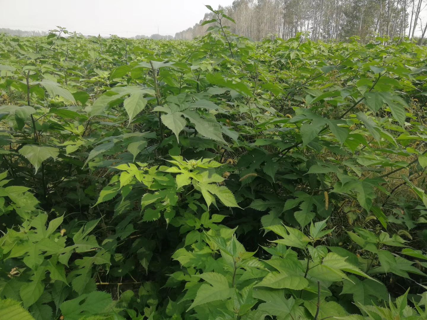 构树苗  组培构树，用于饲料养殖