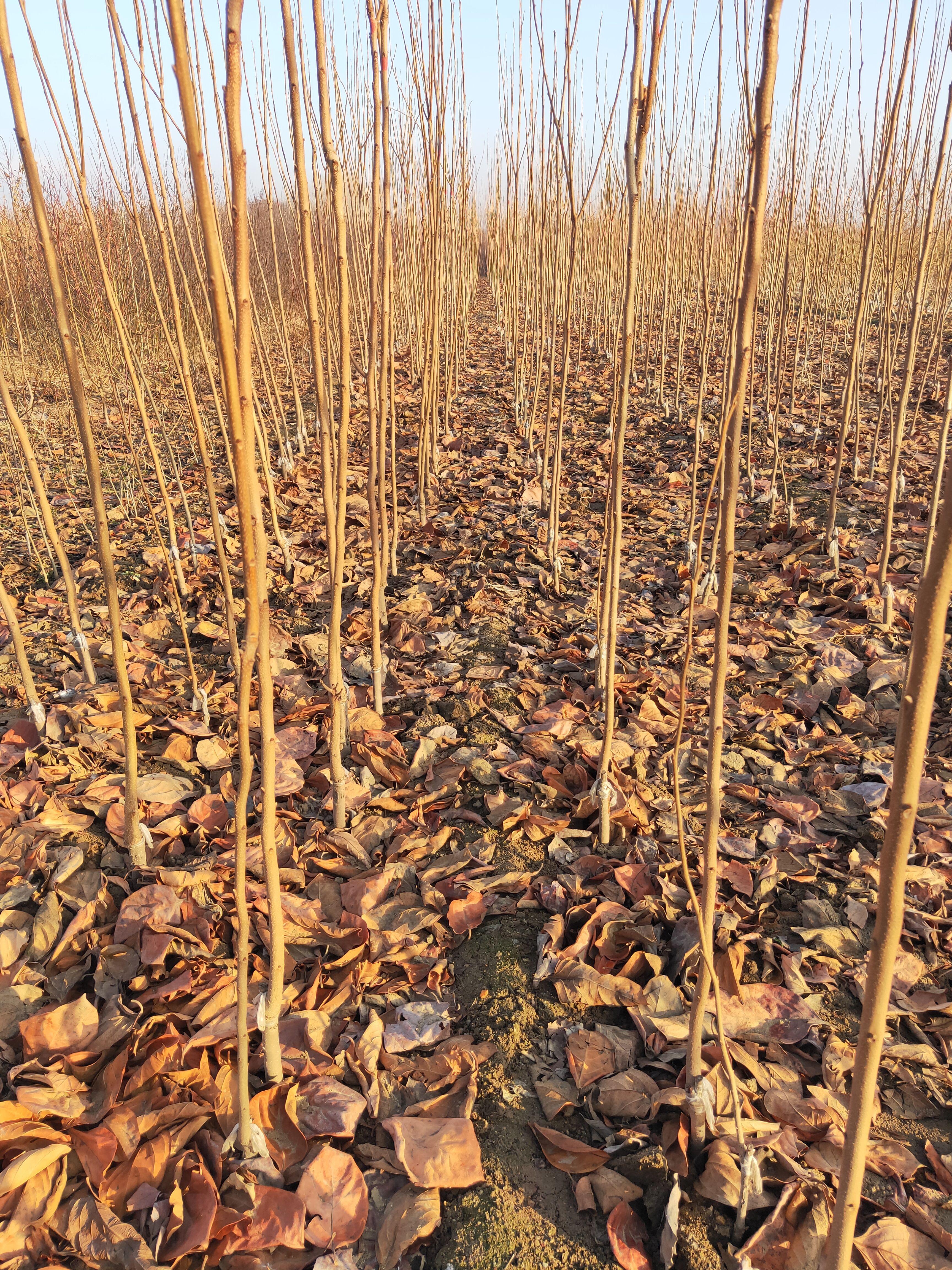 脆柿苗 批发柿子树苗