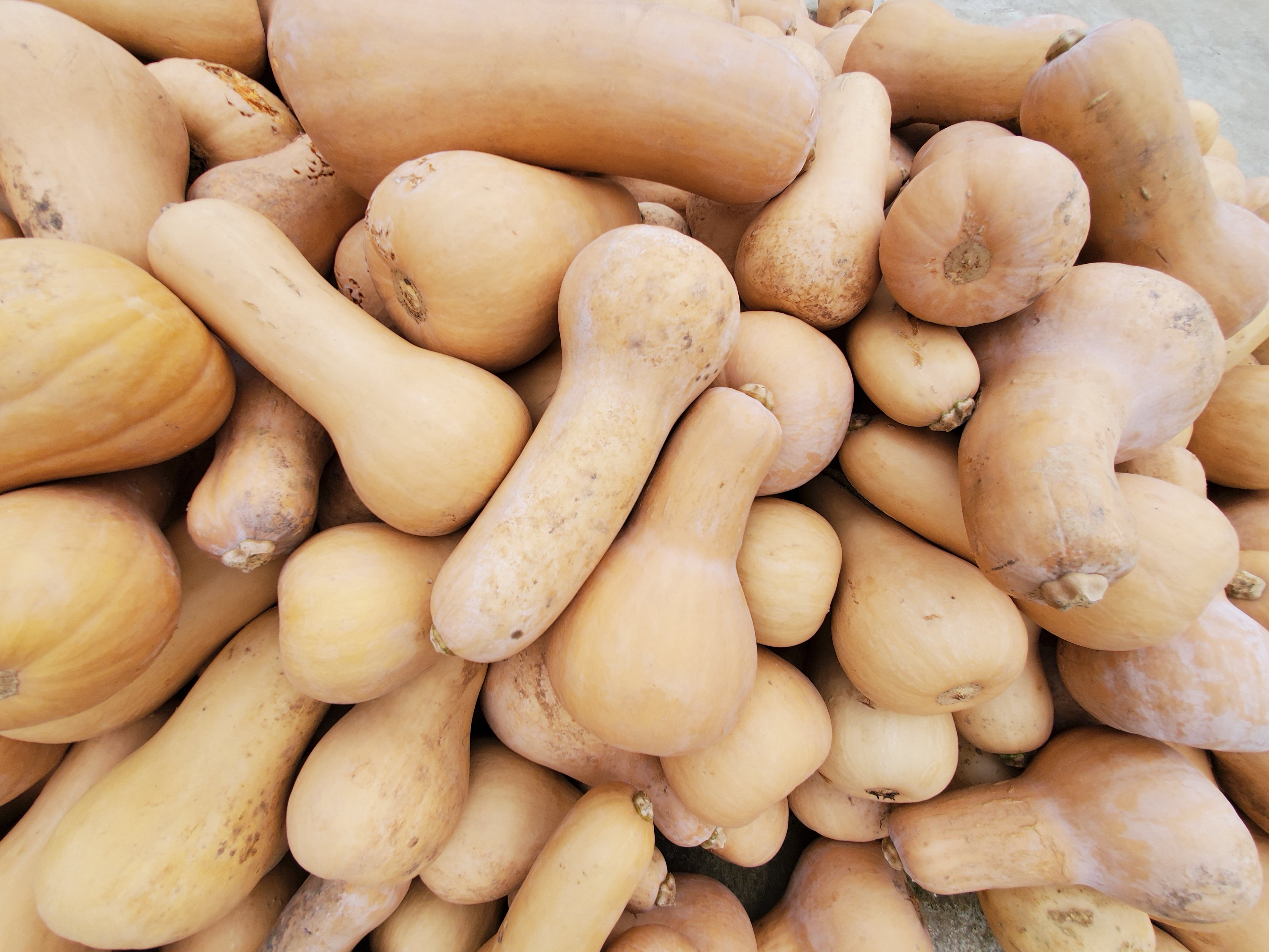 奶油南瓜，枕头南瓜