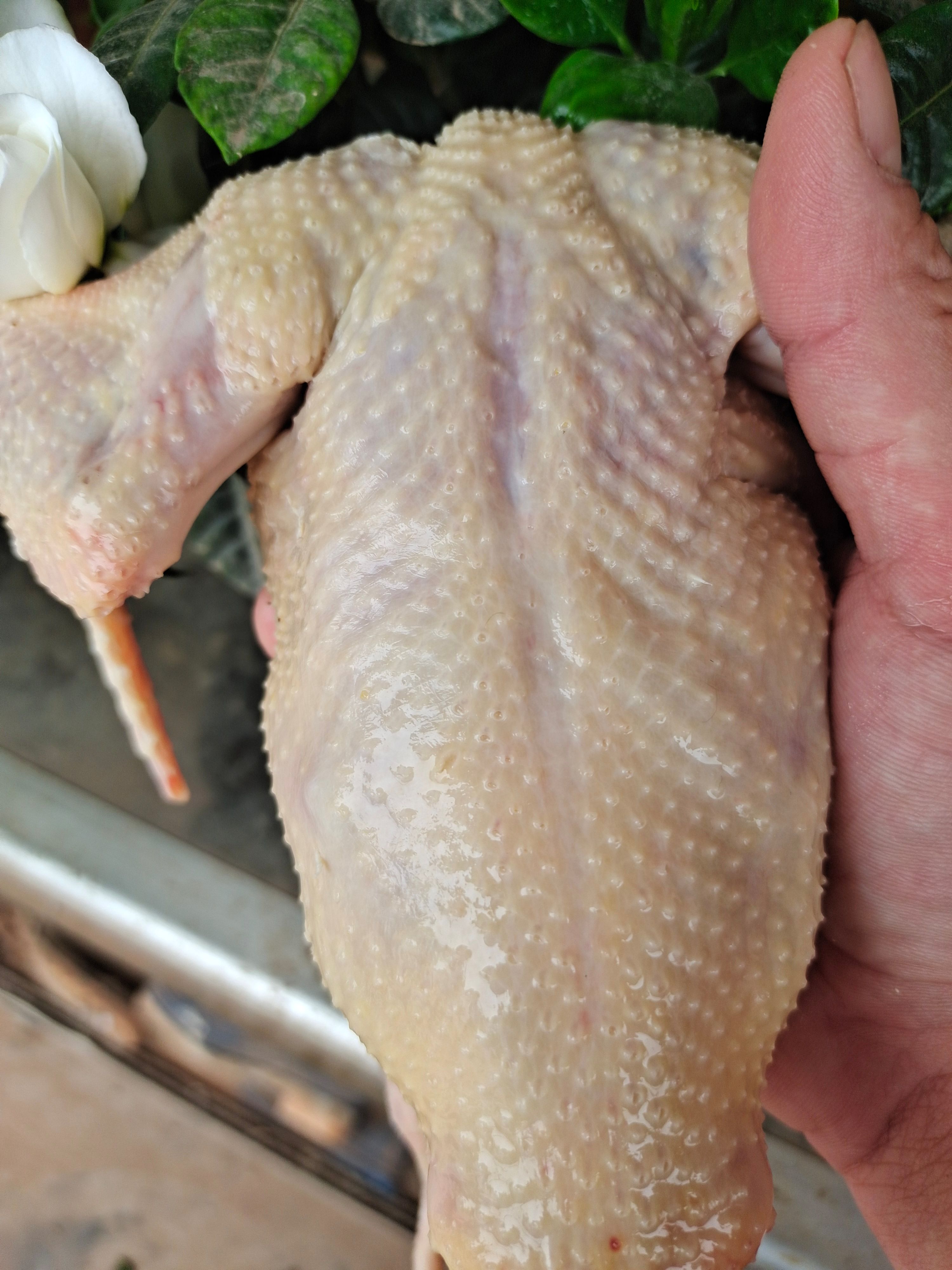 精品乳鸽价格下调。大量批发