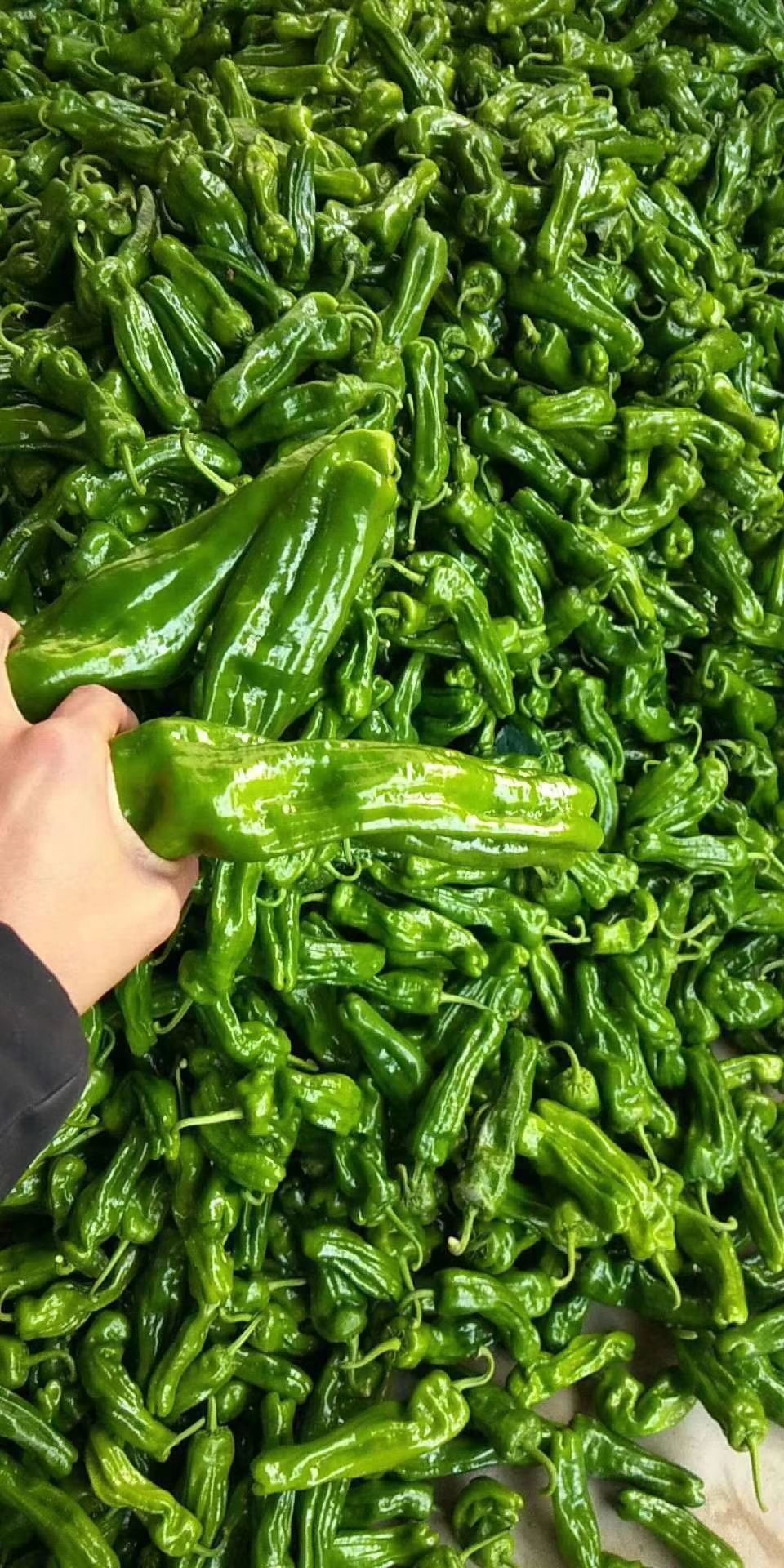 辣椒，各种辣椒，产地代发全国，大量有货