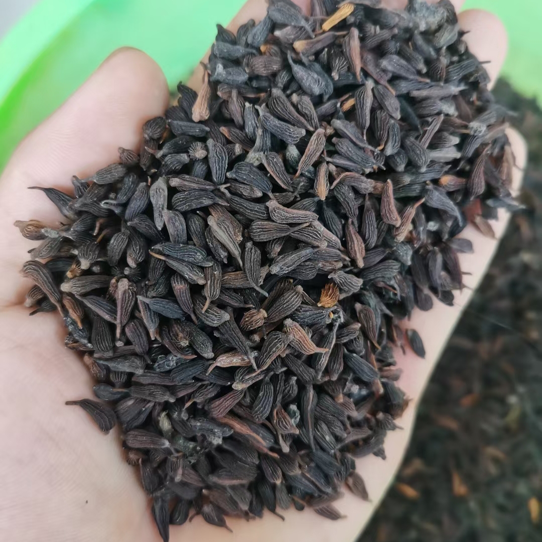 百部种子 红花对叶大百部 质量好 发芽率高包邮