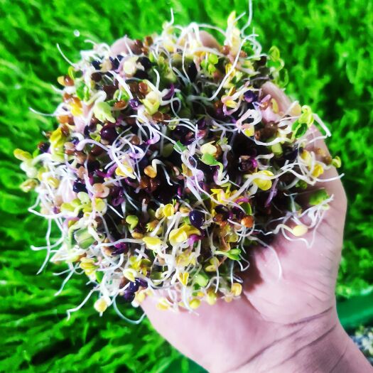 渭南豌豆苗  各种绿色天然芽苗菜