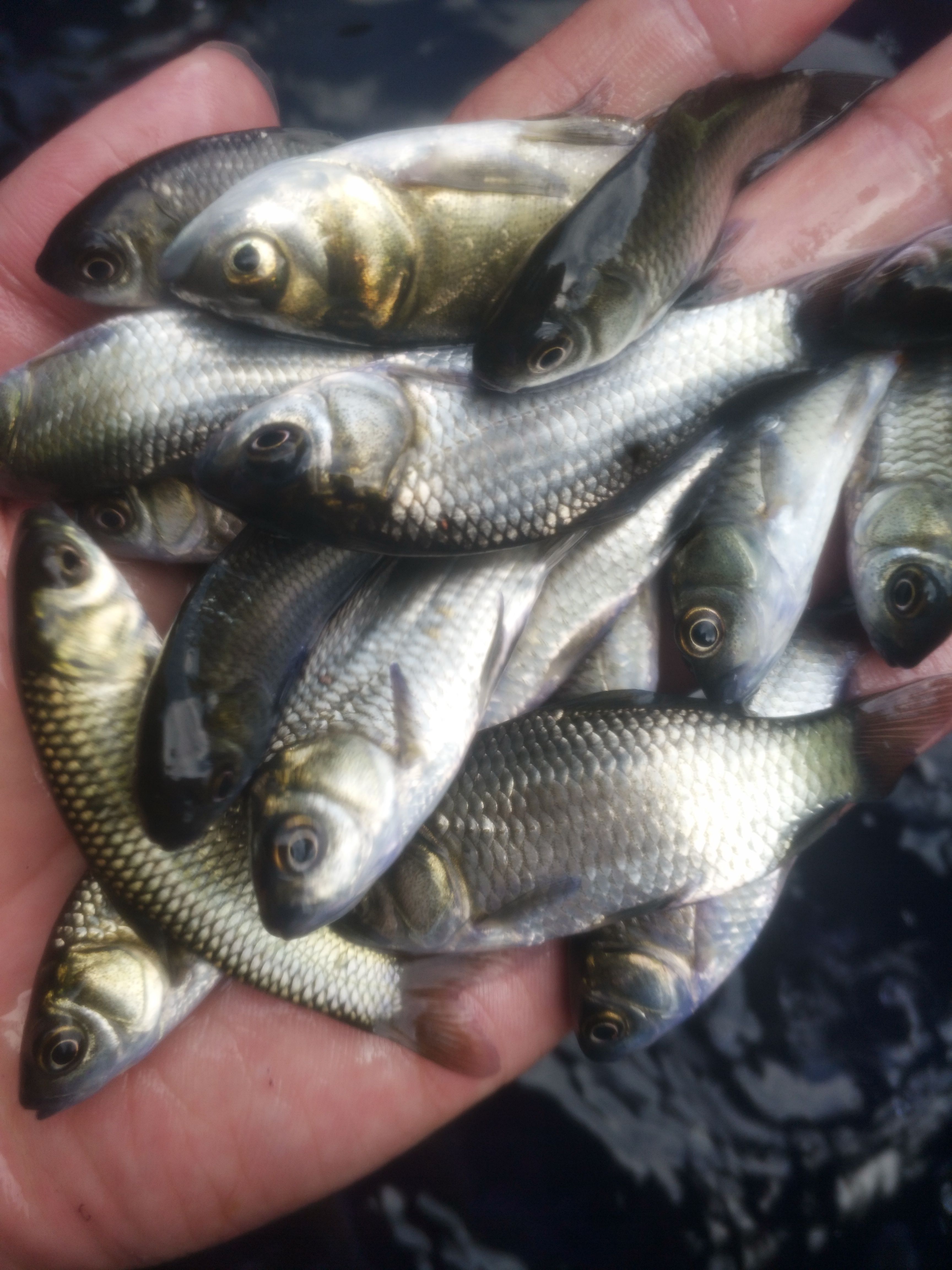 《优质鲫鱼苗》基地直销专业养殖 提供养殖技术
提全国送货上门