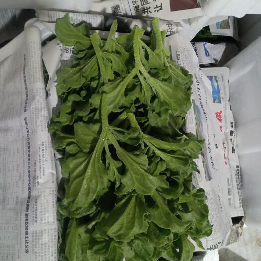 沽源县非洲冰草 
