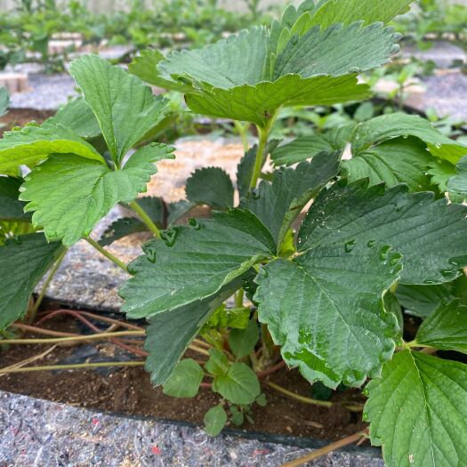 东港市草莓盆栽  自家大棚繁殖草莓苗剩10万颗