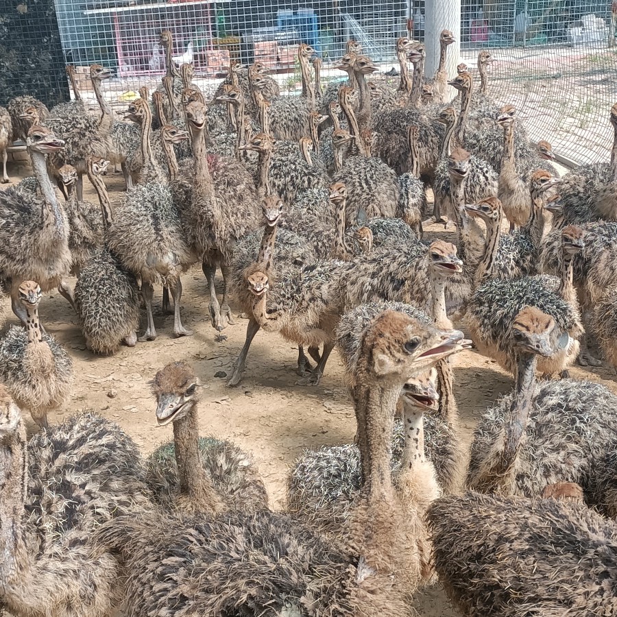 非洲鸵鸟苗 一个月到成年都有 能长到300多斤