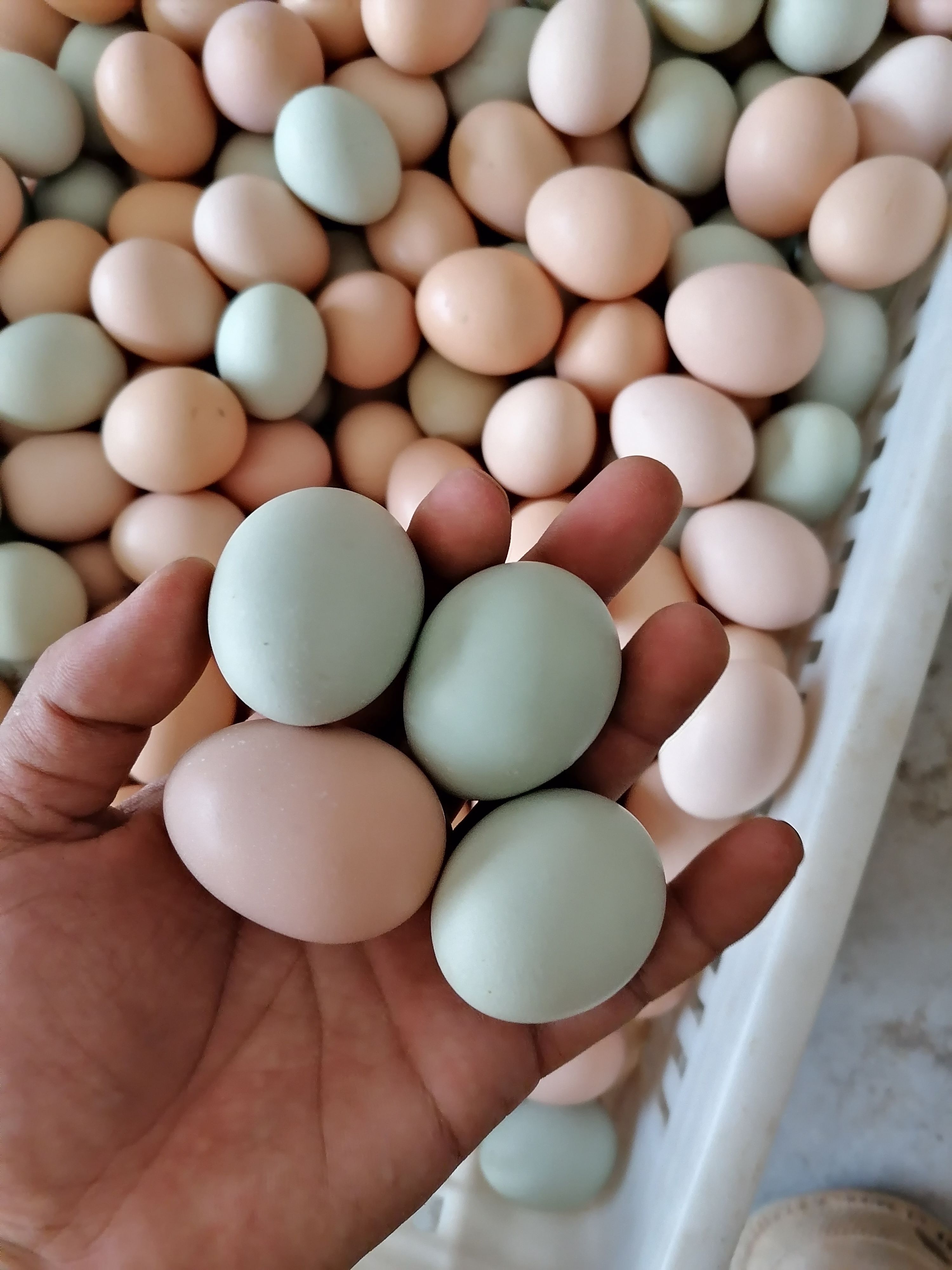 钟祥长寿村散养土鸡蛋12个一斤