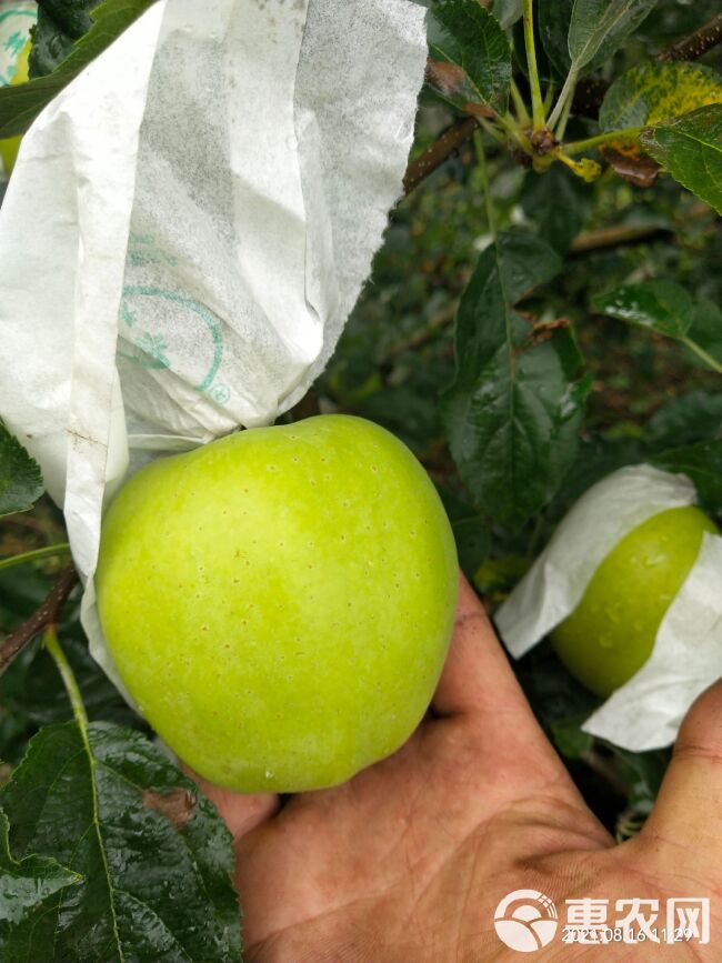 青苹果需要的联系，