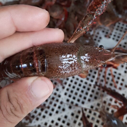 沭阳县江苏清水小龙虾23456789中青中红炮头规格