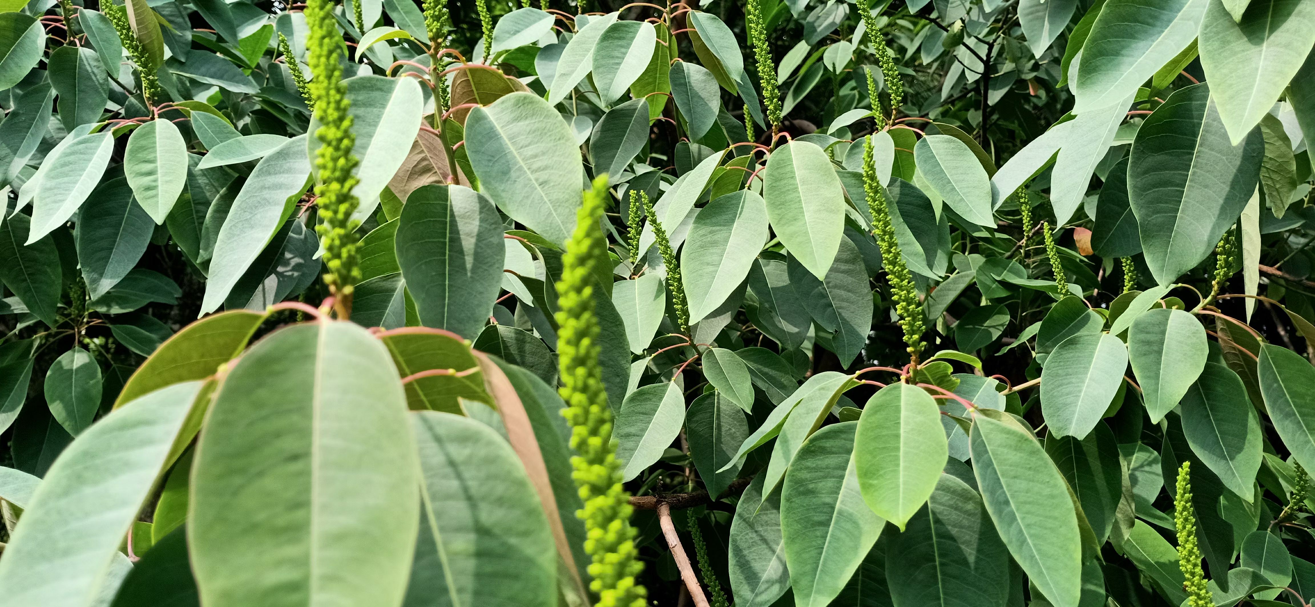 纯中蜂蜂蜜，百花蜜，冬百花蜜。
