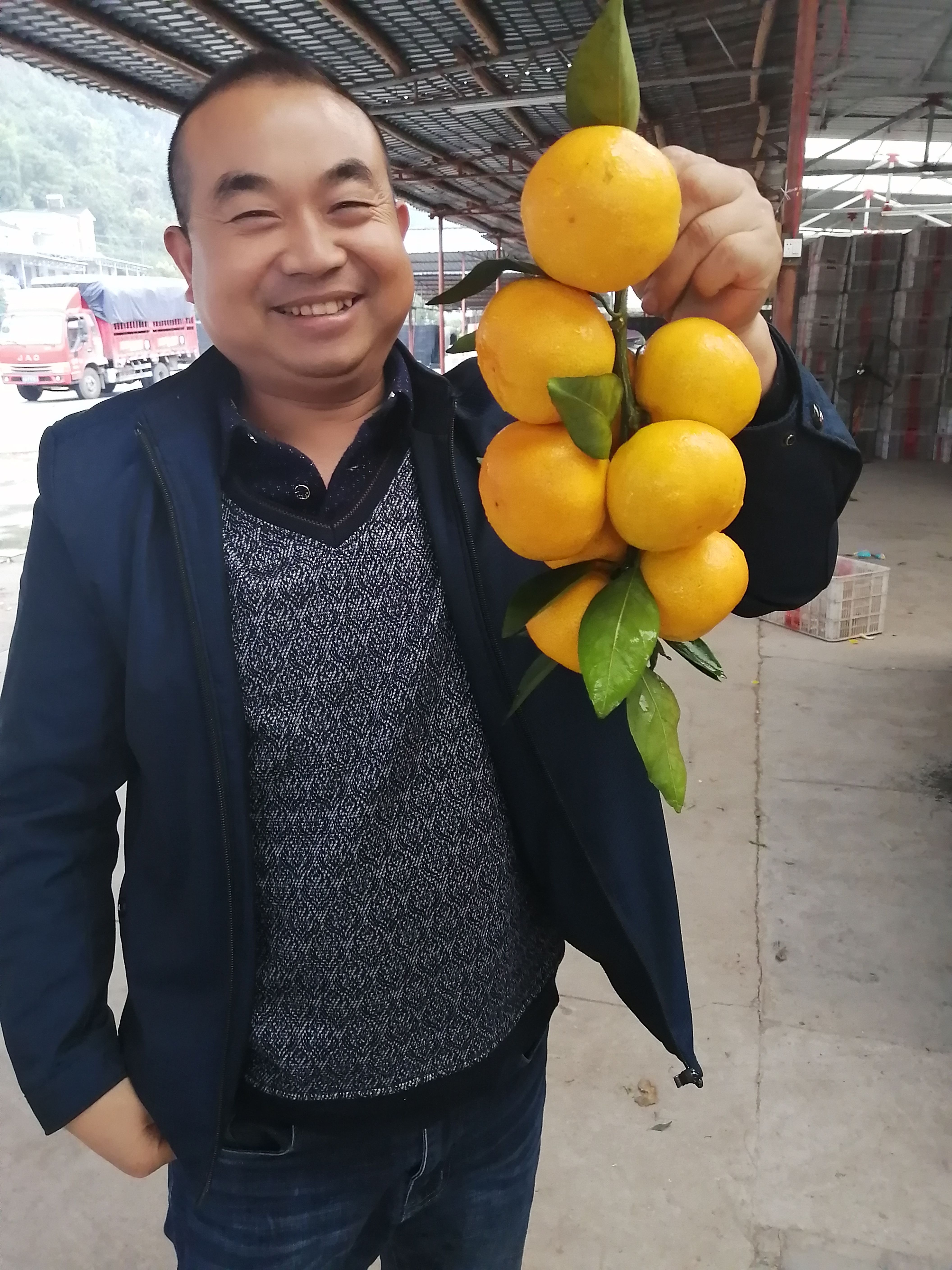蜜桔  超甜柑橘，叶桔椪柑