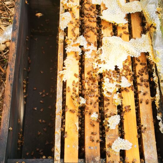 陆丰市自产大量土蜂蜜，质量保证，价格优惠，寻找大批量采购合作商