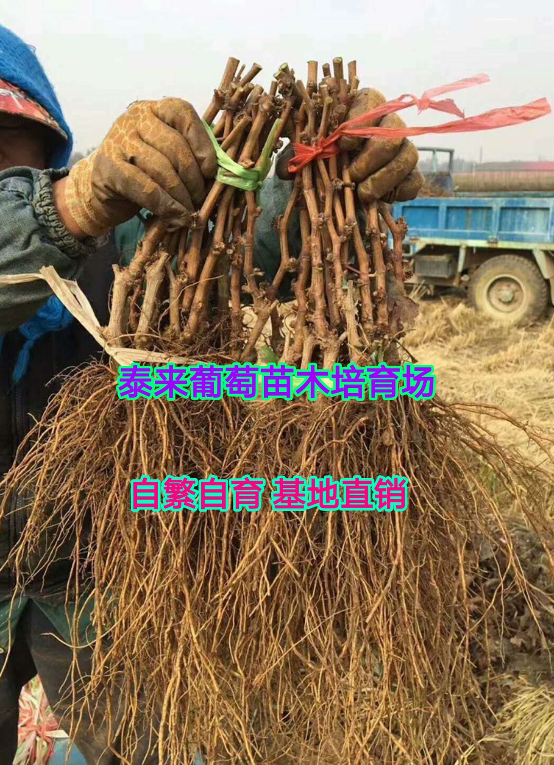 妮娜皇后葡萄苗  妮娜皇后葡萄嫁接苗    可签订苗木纯度合同    基地直发