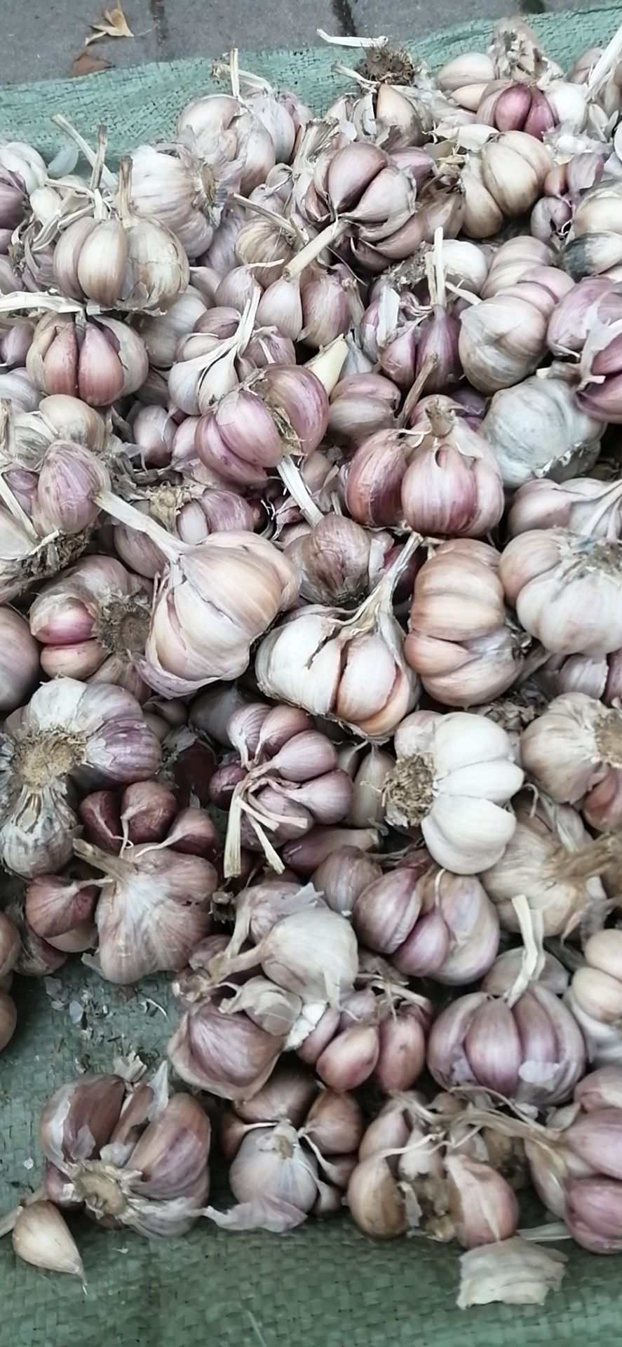 红皮蒜 云南香蒜，红蒜