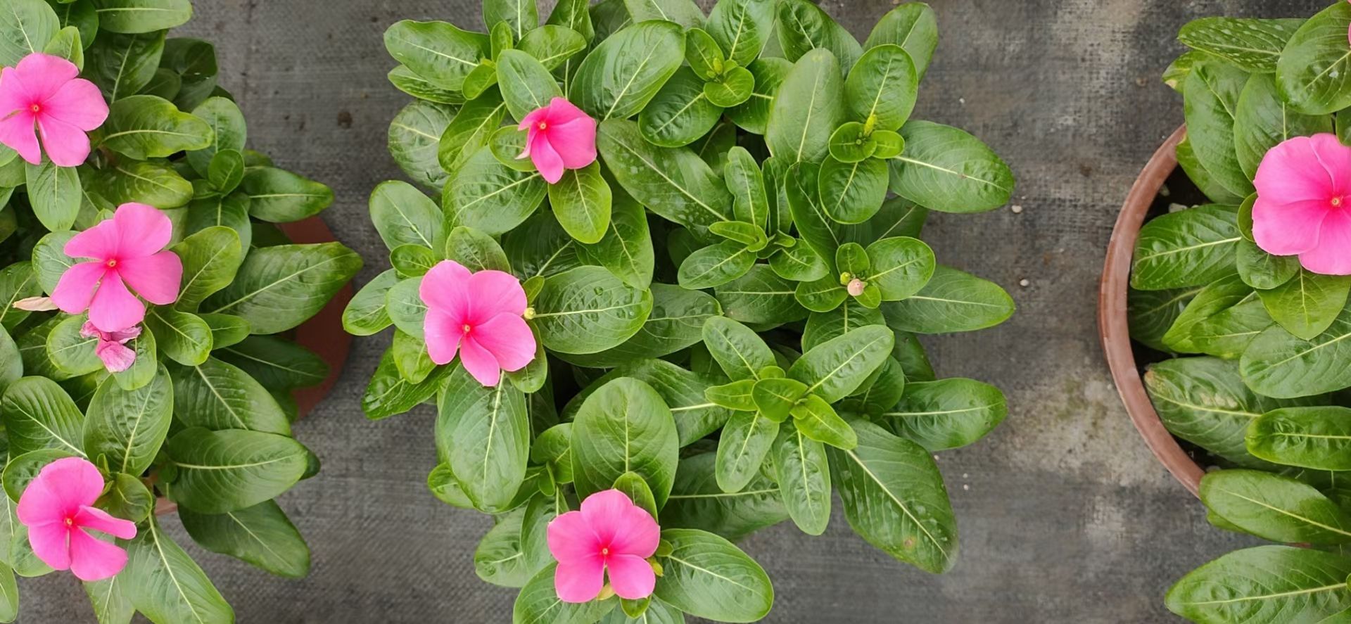  长春花，国产长春花