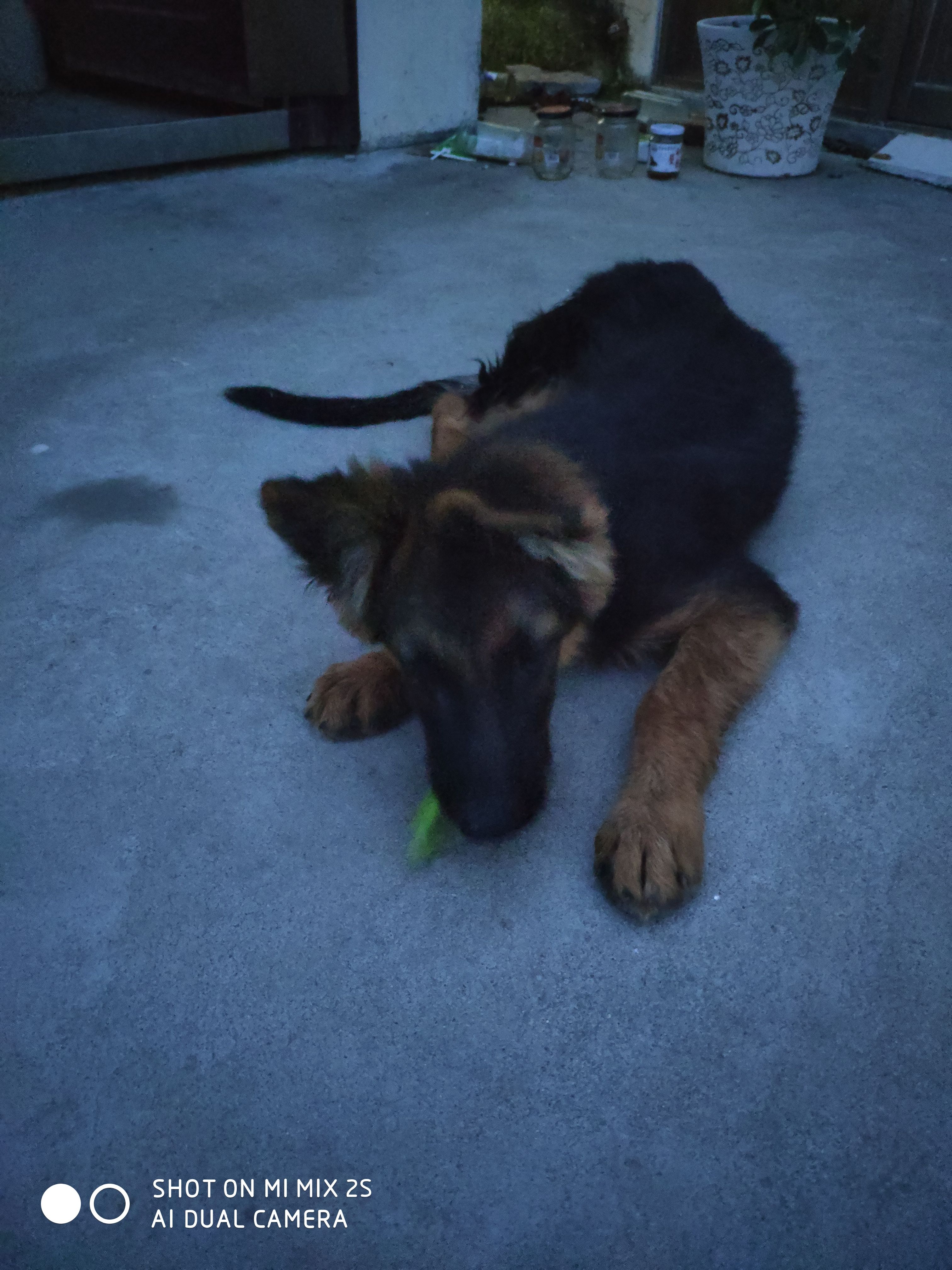 狼狗  德国牧羊犬