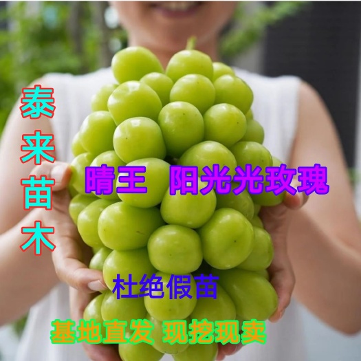 兴城市阳光玫瑰葡萄苗  阳光玫瑰葡萄嫁接苗    可签苗木纯度合同
