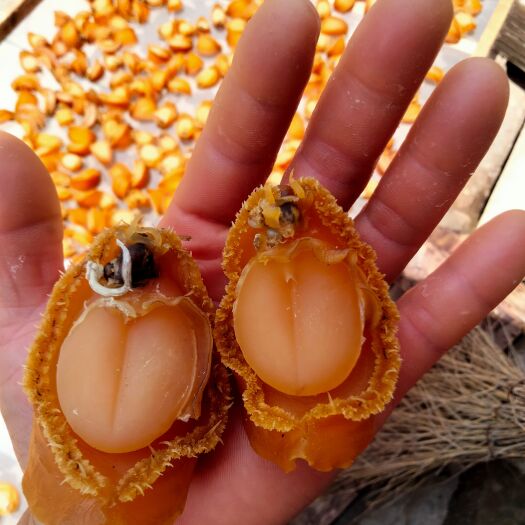 莆田鲍鱼干  皇金鲍，中国人自主研发的骄傲食品。（支持国货谢谢）