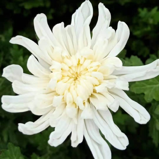 新沂市菊花切花 鲜切花菊花  白菊  幽香 白扇 黄菊