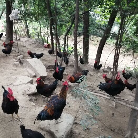 重庆市 土鸡