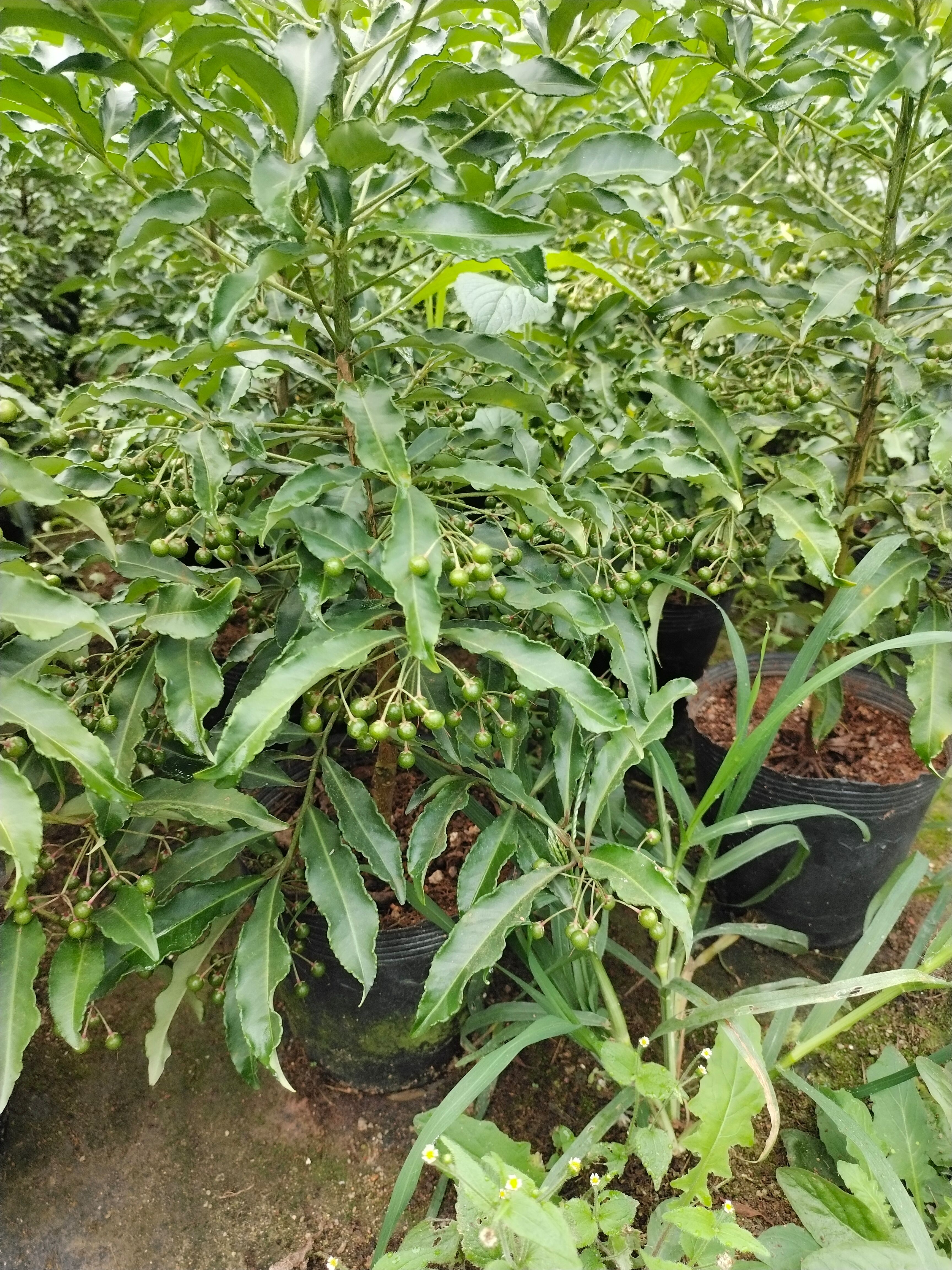 富贵籽盆栽  自家花场18杯本地红富贵籽
