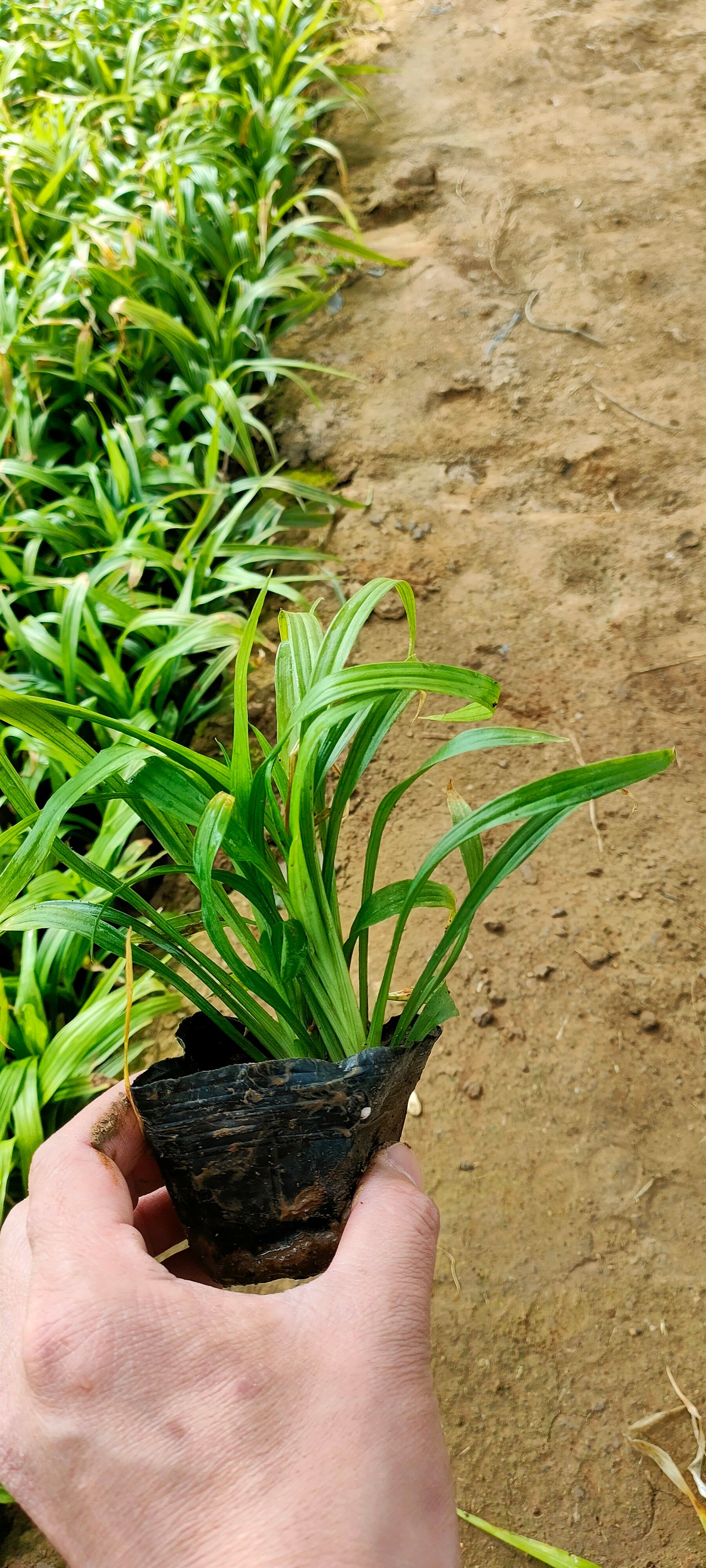 吉祥草基地