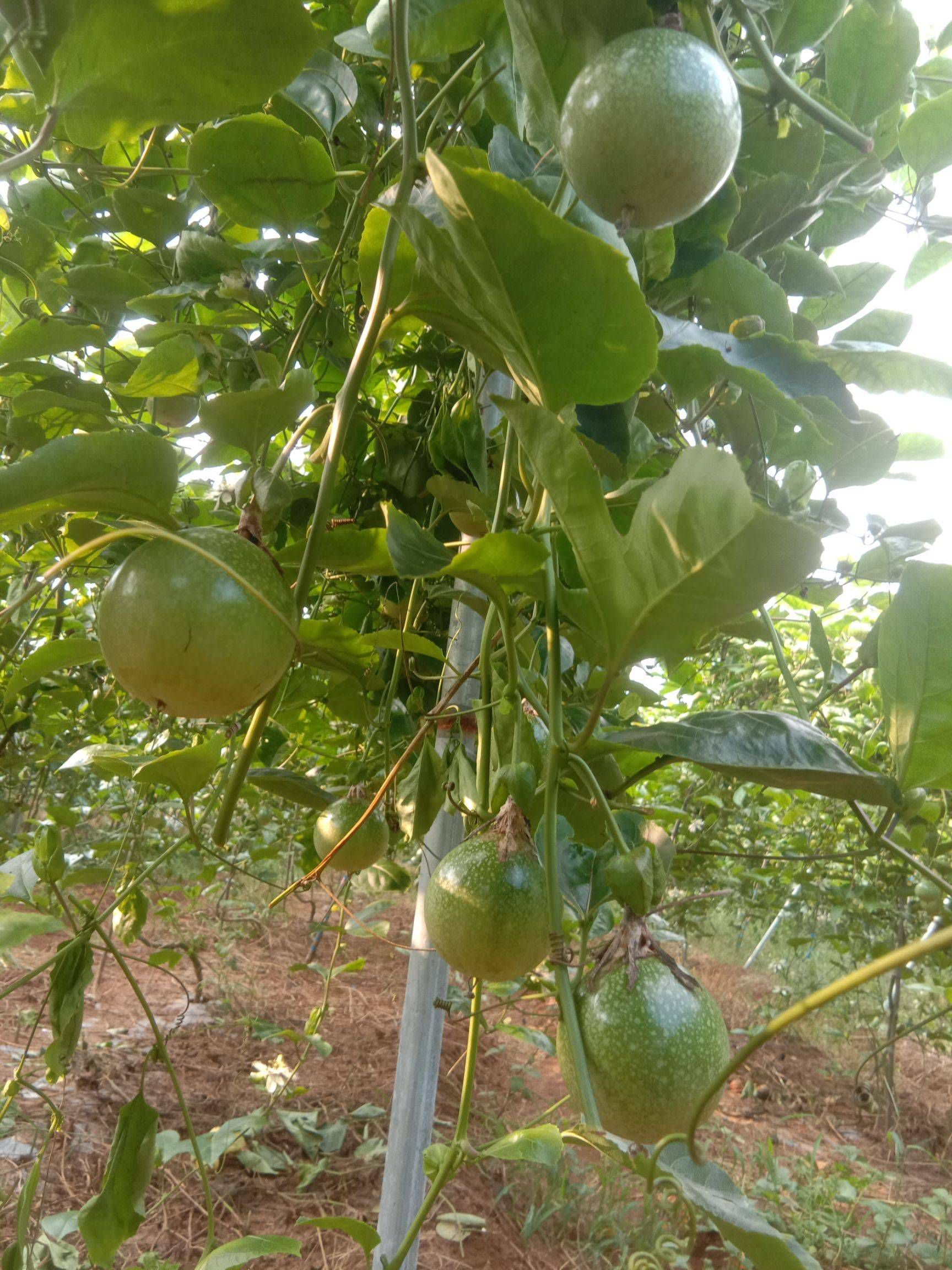 果园基地直供纯甜钦蜜9号黄金百香果新鲜批发零售